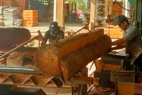 Timber Cutting